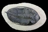 Zlichovaspis Trilobite - Atchana, Morocco #72890-1